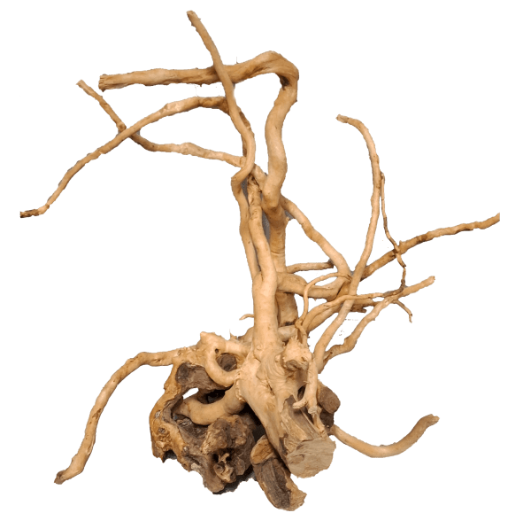 Koren - Image 2
