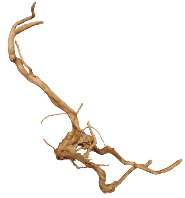 Koren