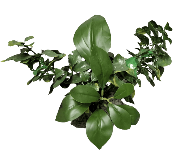 Vestacka Treva